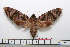  ( - BC-Mel1573)  @14 [ ] Copyright (2010) Tomas Melichar Research Collection of Tomas Melichar