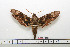 ( - BC-Mel1576)  @13 [ ] Copyright (2010) Tomas Melichar Research Collection of Tomas Melichar