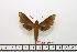  ( - BC-Mel1579)  @12 [ ] Copyright (2010) Tomas Melichar Research Collection of Tomas Melichar