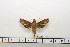  ( - BC-Mel1584)  @12 [ ] Copyright (2010) Tomas Melichar Research Collection of Tomas Melichar