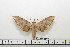  ( - BC-Mel1585)  @12 [ ] Copyright (2010) Tomas Melichar Research Collection of Tomas Melichar