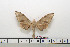  ( - BC-Mel1586)  @12 [ ] Copyright (2010) Tomas Melichar Research Collection of Tomas Melichar