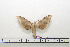  ( - BC-Mel1587)  @12 [ ] Copyright (2010) Tomas Melichar Research Collection of Tomas Melichar