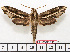  ( - BC-Mel1611)  @11 [ ] Copyright (2010) Tomas Melichar Research Collection of Tomas Melichar