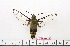  (Cephonodes hylas melanogaster - BC-Mel1625)  @11 [ ] Copyright (2010) Tomas Melichar Research Collection of Tomas Melichar