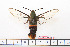  ( - BC-Mel1628)  @11 [ ] Copyright (2010) Tomas Melichar Research Collection of Tomas Melichar