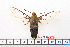 ( - BC-Mel1630)  @13 [ ] Copyright (2010) Tomas Melichar Research Collection of Tomas Melichar