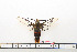  ( - BC-Mel1632)  @13 [ ] Copyright (2010) Tomas Melichar Research Collection of Tomas Melichar