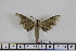  ( - BC-Mel1641)  @13 [ ] Copyright (2010) Tomas Melichar Research Collection of Tomas Melichar