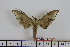  ( - BC-Mel1642)  @13 [ ] Copyright (2010) Tomas Melichar Research Collection of Tomas Melichar