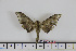  ( - BC-Mel1643)  @13 [ ] Copyright (2010) Tomas Melichar Research Collection of Tomas Melichar