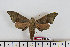  ( - BC-Mel1650)  @14 [ ] Copyright (2010) Tomas Melichar Research Collection of Tomas Melichar