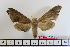  ( - BC-Mel1653)  @11 [ ] Copyright (2010) Tomas Melichar Research Collection of Tomas Melichar