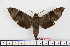  (Acosmeryx tenggarensis - BC-Mel1673)  @14 [ ] Copyright (2010) Tomas Melichar Research Collection of Tomas Melichar