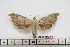  ( - BC-Mel1685)  @12 [ ] Copyright (2010) Tomas Melichar Research Collection of Tomas Melichar