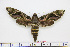  ( - BC-Mel1692)  @13 [ ] Copyright (2010) Tomas Melichar Research Collection of Tomas Melichar