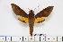  ( - BC-Mel1696)  @15 [ ] Copyright (2010) Tomas Melichar Research Collection of Tomas Melichar