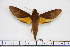  ( - BC-Mel1697)  @13 [ ] Copyright (2010) Tomas Melichar Research Collection of Tomas Melichar