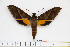  (Gnathothlibus rostislavi - BC-Mel1701)  @14 [ ] Copyright (2010) Tomas Melichar Research Collection of Tomas Melichar