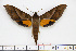  ( - BC-Mel1702)  @11 [ ] Copyright (2010) Tomas Melichar Research Collection of Tomas Melichar