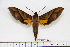  ( - BC-Mel1704)  @11 [ ] Copyright (2010) Tomas Melichar Research Collection of Tomas Melichar