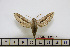  (Theretra rezaci - BC-Mel1705)  @13 [ ] Copyright (2010) Tomas Melichar Research Collection of Tomas Melichar