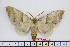  (Laothoe witti - BC-Mel1707)  @13 [ ] Copyright (2010) Tomas Melichar Research Collection of Tomas Melichar