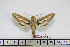  ( - BC-Mel1719)  @12 [ ] Copyright (2010) Tomas Melichar Research Collection of Tomas Melichar