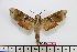  ( - BC-Mel1734)  @11 [ ] Copyright (2010) Tomas Melichar Research Collection of Tomas Melichar