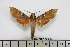  ( - BC-Mel1735)  @13 [ ] Copyright (2010) Tomas Melichar Research Collection of Tomas Melichar