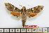  ( - BC-Mel1736)  @11 [ ] Copyright (2010) Tomas Melichar Research Collection of Tomas Melichar