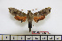  ( - BC-Mel1740)  @13 [ ] Copyright (2010) Tomas Melichar Research Collection of Tomas Melichar