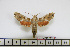  ( - BC-Mel1741)  @14 [ ] Copyright (2010) Tomas Melichar Research Collection of Tomas Melichar
