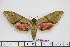  ( - BC-Mel1763)  @13 [ ] Copyright (2010) Tomas Melichar Research Collection of Tomas Melichar