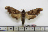  ( - BC-Mel1782)  @11 [ ] Copyright (2010) Tomas Melichar Research Collection of Tomas Melichar
