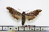  ( - BC-Mel1783)  @11 [ ] Copyright (2010) Tomas Melichar Research Collection of Tomas Melichar