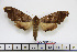  ( - BC-Mel1784)  @11 [ ] Copyright (2010) Tomas Melichar Research Collection of Tomas Melichar