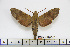  ( - BC-Mel1786)  @13 [ ] Copyright (2010) Tomas Melichar Research Collection of Tomas Melichar