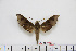  ( - BC-Mel1790)  @13 [ ] Copyright (2010) Tomas Melichar Research Collection of Tomas Melichar