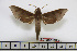  ( - BC-Mel1791)  @14 [ ] Copyright (2010) Tomas Melichar Research Collection of Tomas Melichar