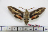  ( - BC-Mel1801)  @11 [ ] Copyright (2010) Tomas Melichar Research Collection of Tomas Melichar