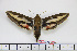  ( - BC-Mel1802)  @14 [ ] Copyright (2010) Tomas Melichar Research Collection of Tomas Melichar