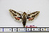  (Hyles tithymali hymiarensis - BC-Mel1803)  @11 [ ] Copyright (2010) Tomas Melichar Research Collection of Tomas Melichar