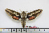  ( - BC-Mel1804)  @11 [ ] Copyright (2010) Tomas Melichar Research Collection of Tomas Melichar