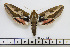  (Hyles tithymali mauretanica - BC-Mel1808)  @11 [ ] Copyright (2010) Tomas Melichar Research Collection of Tomas Melichar
