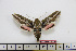  ( - BC-Mel1815)  @13 [ ] Copyright (2010) Tomas Melichar Research Collection of Tomas Melichar