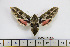  ( - BC-Mel1816)  @13 [ ] Copyright (2010) Tomas Melichar Research Collection of Tomas Melichar