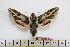  ( - BC-Mel1820)  @13 [ ] Copyright (2010) Tomas Melichar Research Collection of Tomas Melichar