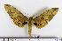  ( - BC-Mel1838)  @13 [ ] Copyright (2010) Tomas Melichar Research Collection of Tomas Melichar