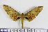  ( - BC-Mel1839)  @14 [ ] Copyright (2010) Tomas Melichar Research Collection of Tomas Melichar